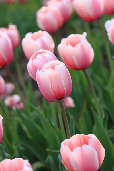 Paisaje Primaveral Hermosos Tiernos Tulipanes Rosas Moscú Rusia — Foto de Stock