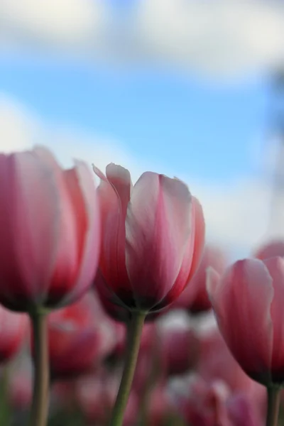 Russian natural beauty — Stock Photo, Image