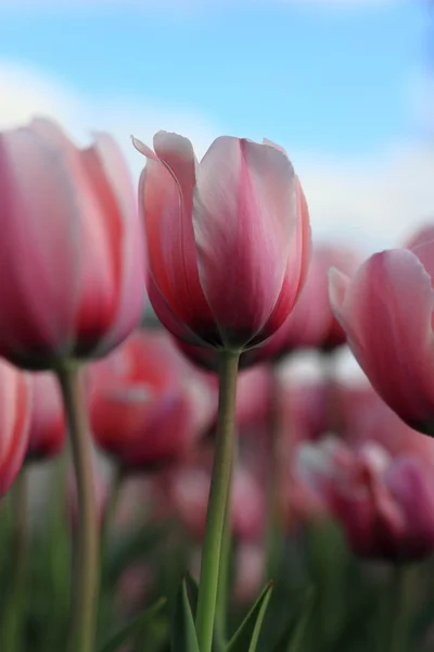 Paisaje Primaveral Hermosos Tiernos Tulipanes Rosas Moscú Rusia —  Fotos de Stock
