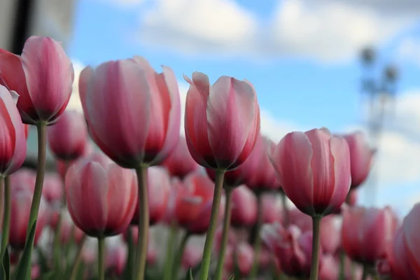 Ruská přírodní krásy — Stock fotografie