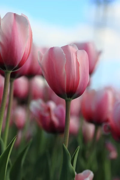 Natuurlijke achtergrond — Stockfoto