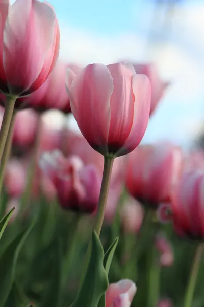 Spring Landschap Van Mooie Inschrijving Roze Tulpen Moskou Rusland — Zdjęcie stockowe