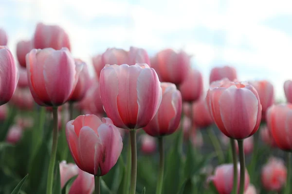 Spring Landschap Van Mooie Inschrijving Roze Tulpen Moskou Rusland — Stockfoto