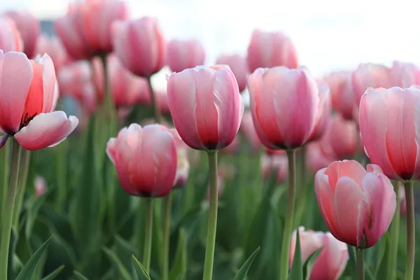 Spring landscape of lovely and tender pink tulips, Moscow, Russia