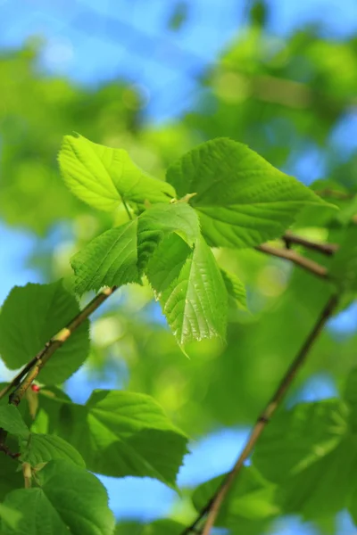 Fundo natural — Fotografia de Stock