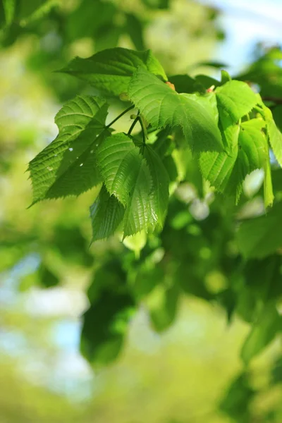 Natural background — Stock Photo, Image