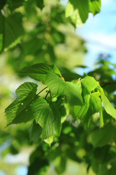 Natural background — Stock Photo, Image