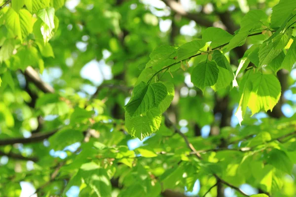 Natural background — Stock Photo, Image