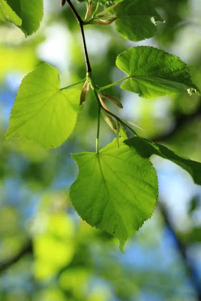 Natural background — Stock Photo, Image