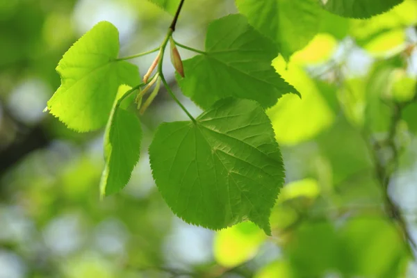 Image Spring Sunny Background — Stock Photo, Image