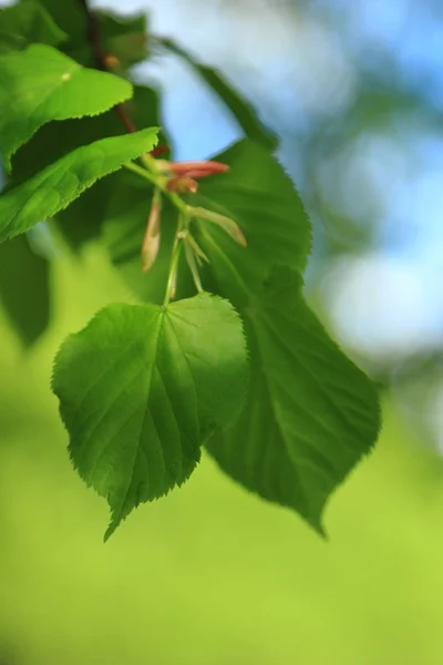 Image Spring Sunny Background — Stock Photo, Image