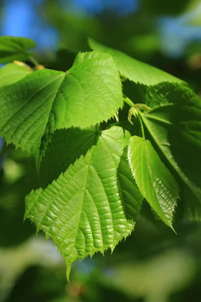 Spring green forest — Stock Photo, Image