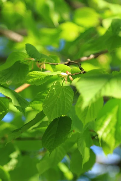 Imagem Fundo Ensolarado Primavera — Fotografia de Stock