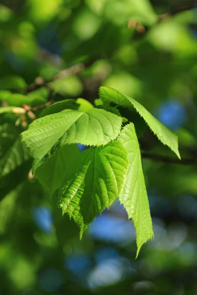 Image Spring Sunny Background — Stock Photo, Image