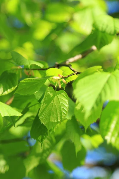 Yeşil Yaprakları Ile Seçici Odak — Stok fotoğraf