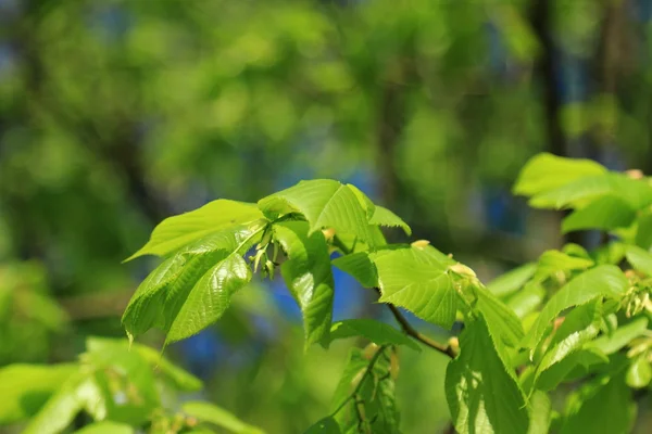 Green Leaves Selective Focus — Stock Photo, Image