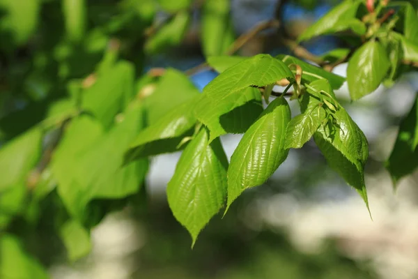 Green Leaves Selective Focus — Stock Photo, Image