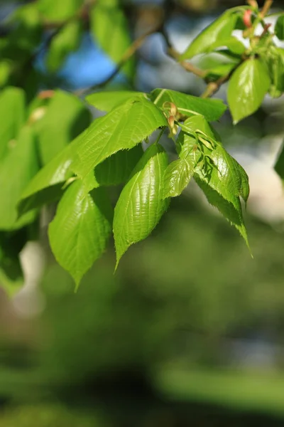セレクティブ フォーカスと緑の葉 — ストック写真
