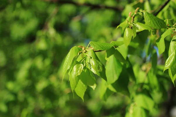 Spring Sunny Linden Leaves Background — Stock Photo, Image