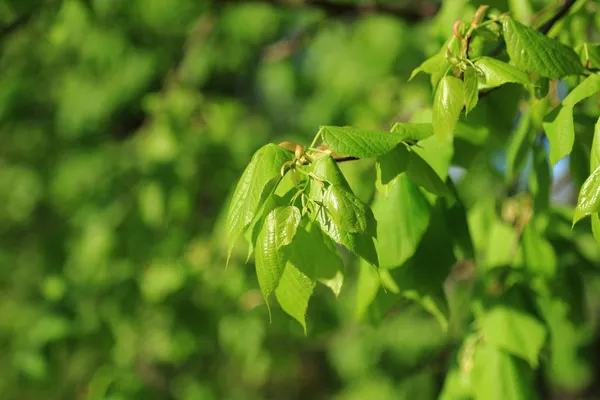 Spring linden leaves background — Stock Photo, Image