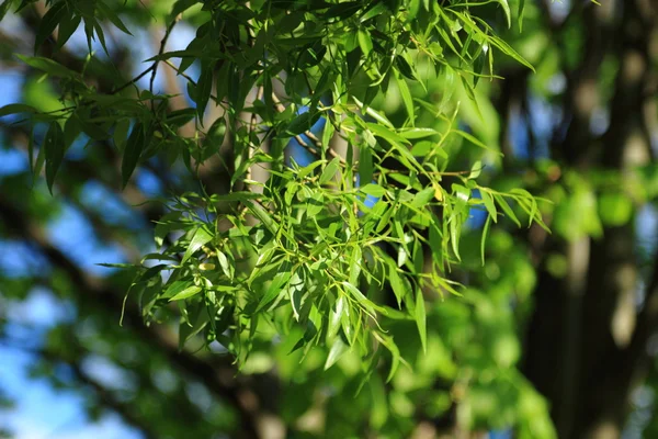 Doğal doku — Stok fotoğraf