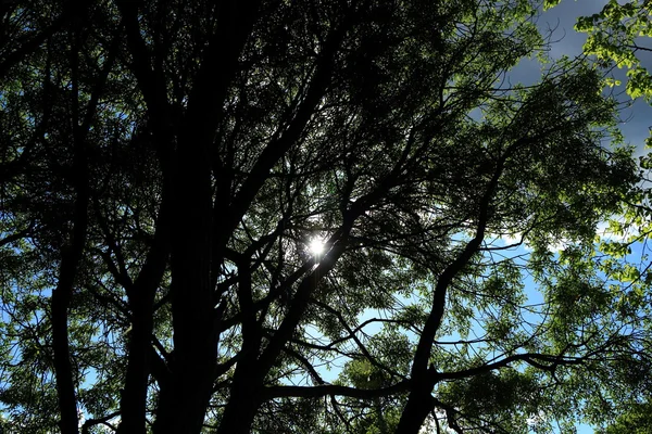 Söğüt Eko Arka Plan Bir Güneşli Bir Bahar Günü Park — Stok fotoğraf