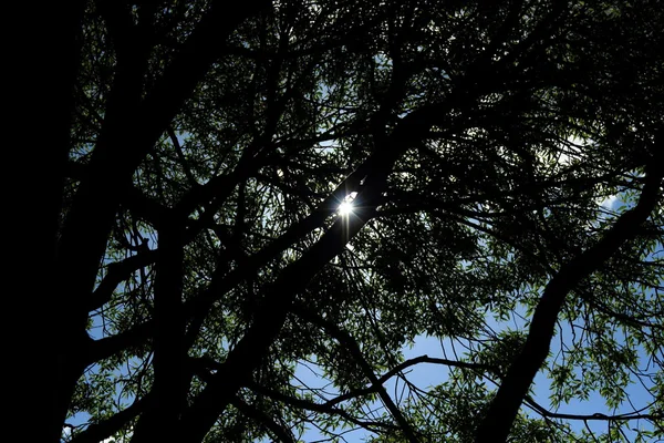 Eco Sfondo Foglie Salice Una Soleggiata Giornata Primaverile Nel Parco — Foto Stock