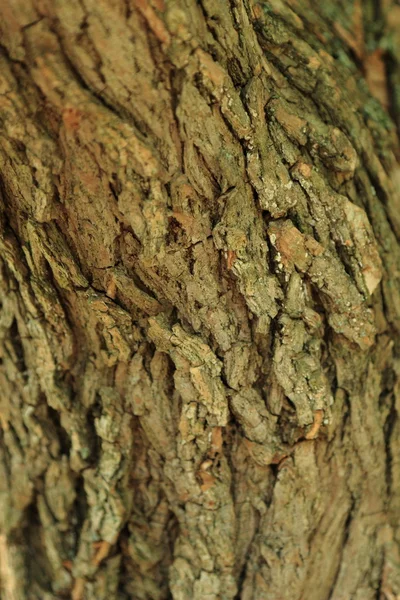 Textura natural — Fotografia de Stock