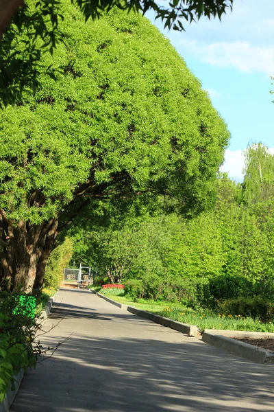 Přírodní zelený park — Stock fotografie