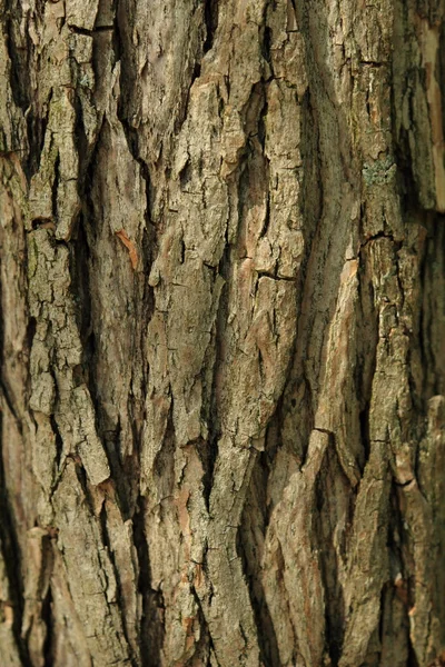 Старий дерев'яний фон з кори — стокове фото