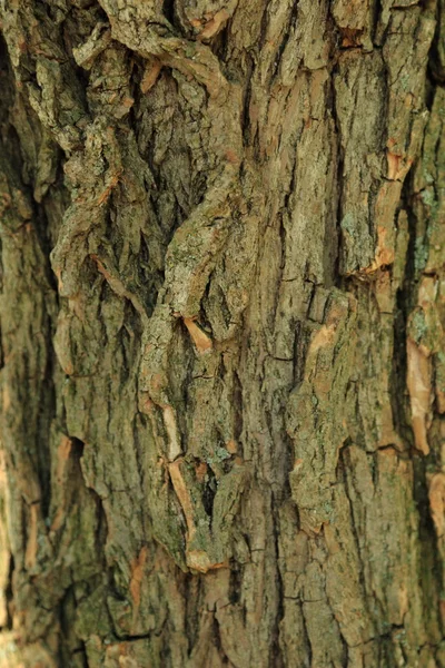 오래 된 나무 껍질 나무 배경 — 스톡 사진