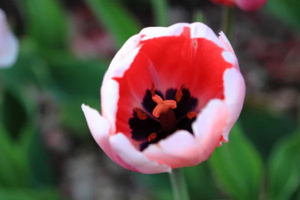 Tulipe rose printemps — Photo