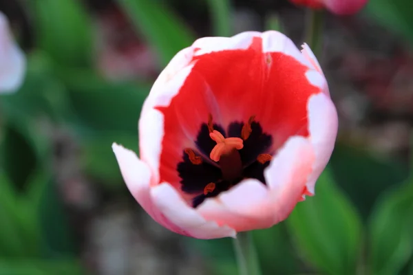 Tulipán rosa primavera — Foto de Stock