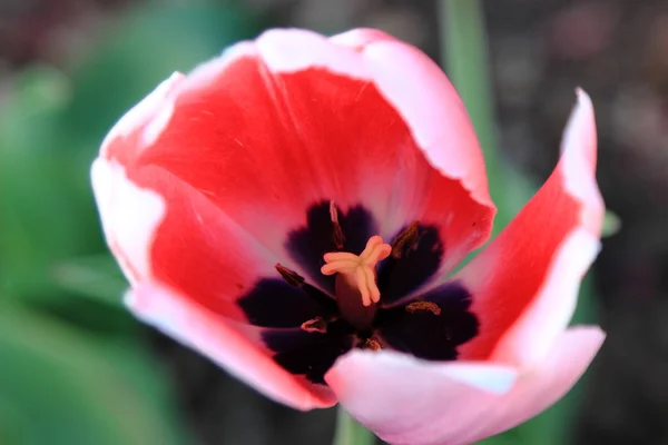 Ροζ tulip άνοιξη — Φωτογραφία Αρχείου