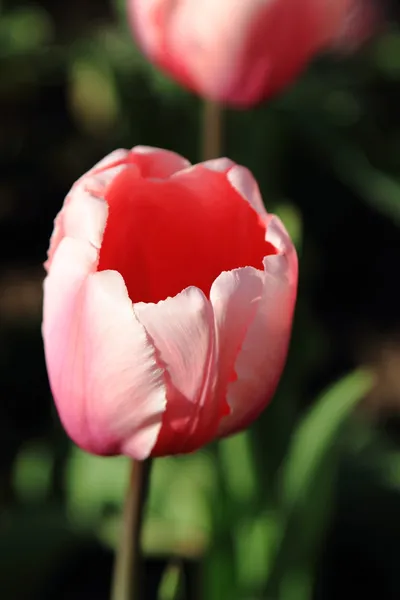 Våren rosa tulpan — Stockfoto