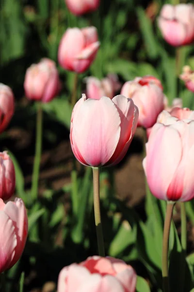 Forår lyserøde tulipaner - Stock-foto