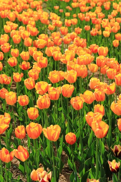 Красные и оранжевые тюльпаны в саду — стоковое фото