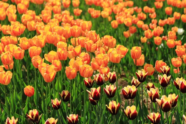 Tulipani Rossi Arancioni Giardino Fiori Primaverili Nel Parco — Foto Stock