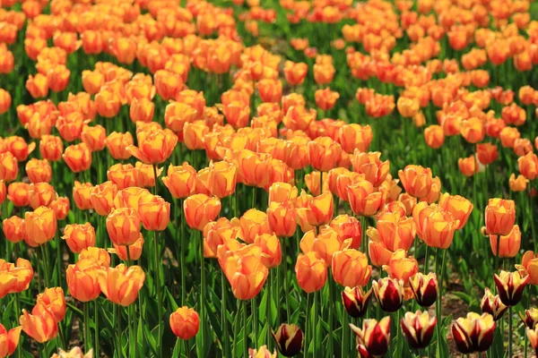 Tulipani rossi e arancioni in giardino — Foto Stock