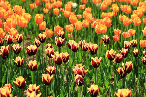 Tulipani Rossi Arancioni Giardino Fiori Primaverili Nel Parco — Foto Stock