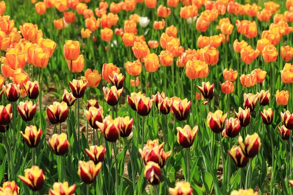 Tulipani Rossi Arancioni Giardino Fiori Primaverili Nel Parco — Foto Stock