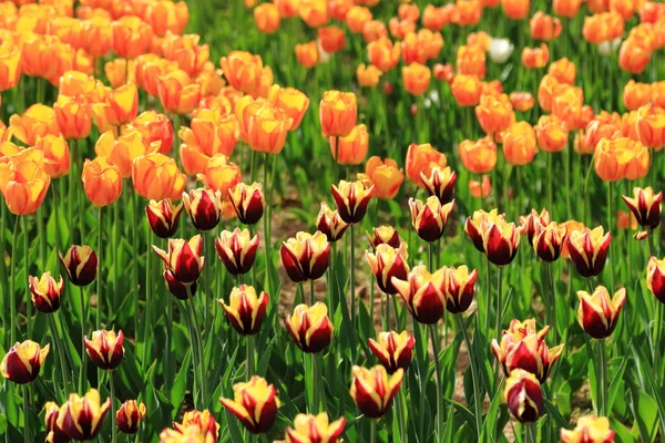 Tulipani Rossi Arancioni Giardino Fiori Primaverili Nel Parco — Foto Stock