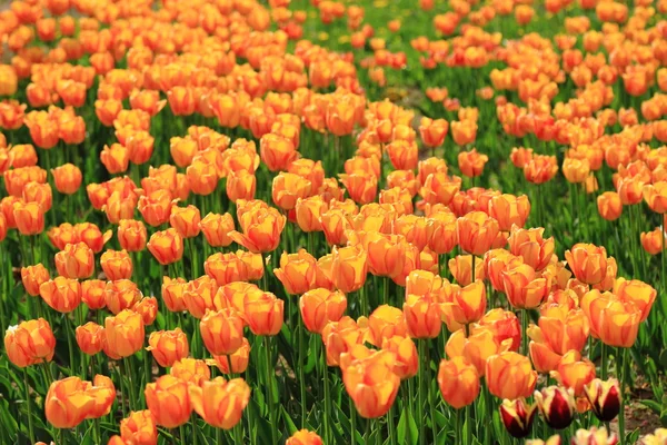 Tulipani Rossi Arancioni Giardino Fiori Primaverili Nel Parco — Foto Stock