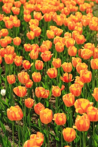 Tulipani Rossi Arancioni Giardino Fiori Primaverili Nel Parco — Foto Stock