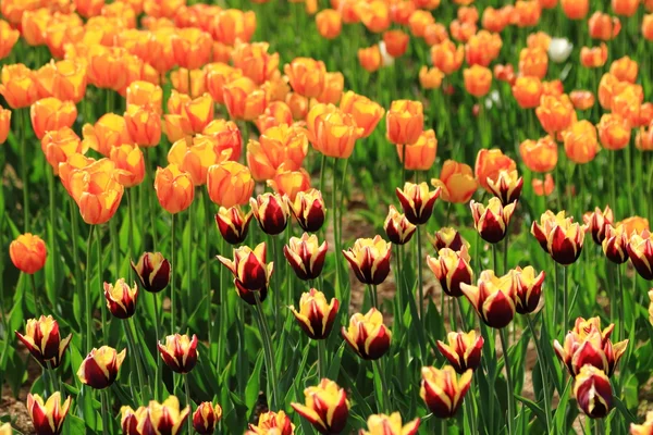 Tulipanes rojos y anaranjados en el jardín — Foto de Stock