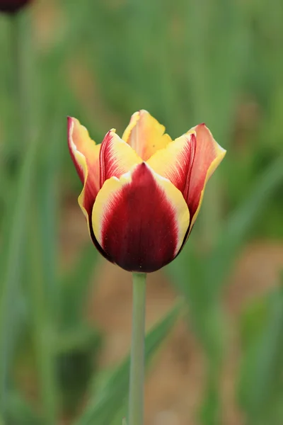 Tulipán en el jardín — Foto de Stock