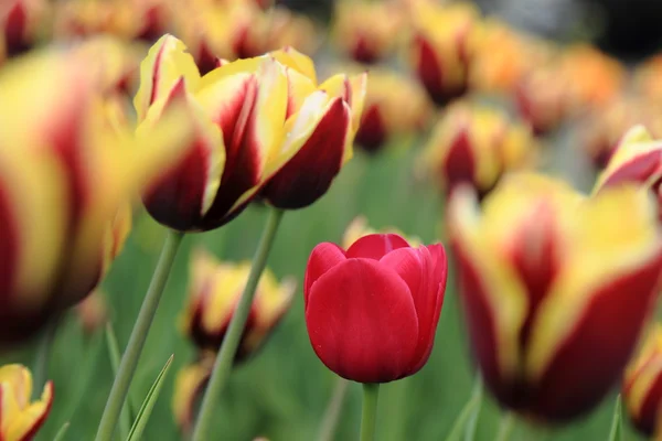 Image Extérieure Tulipes Dans Jardin — Photo