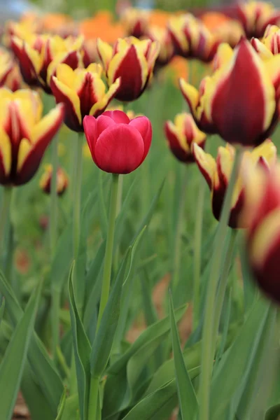 Venkovní Obraz Tulipánů Zahradě — Stock fotografie