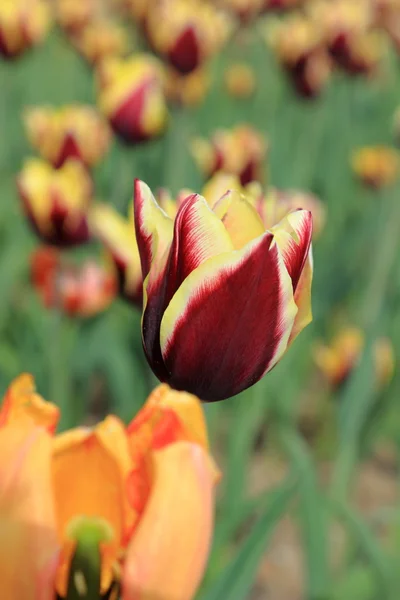 Tulipanes en el jardín — Foto de Stock