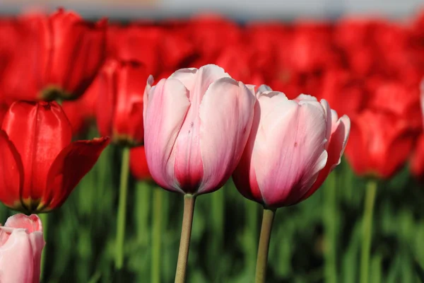 Rosa och Röda tulpaner på park — Stockfoto